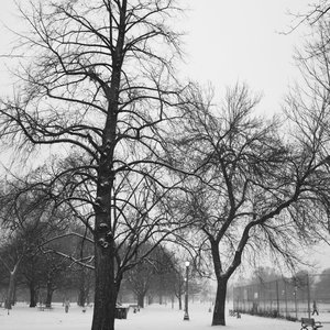 Bare Trees And Snow
